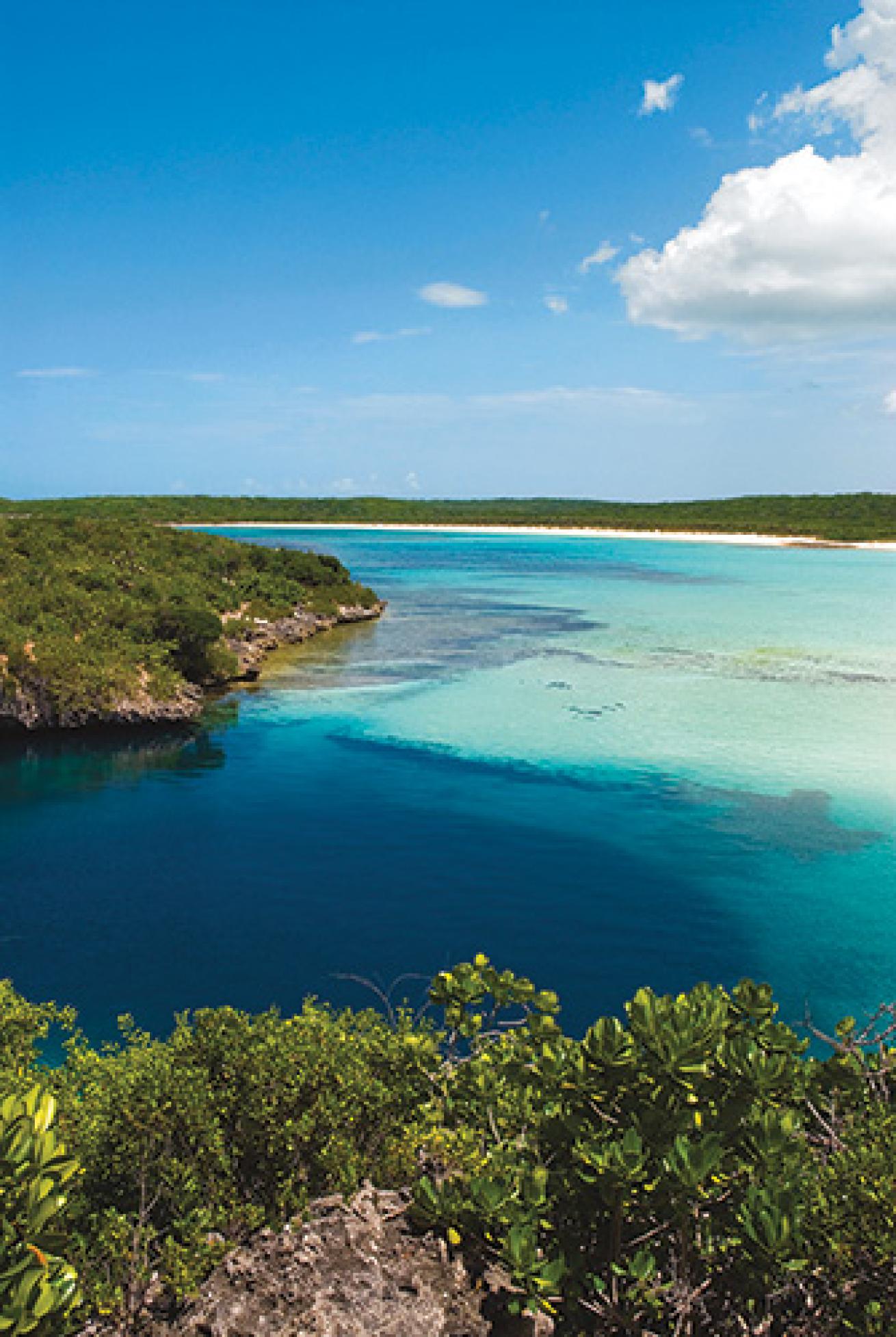 freediving bahamas