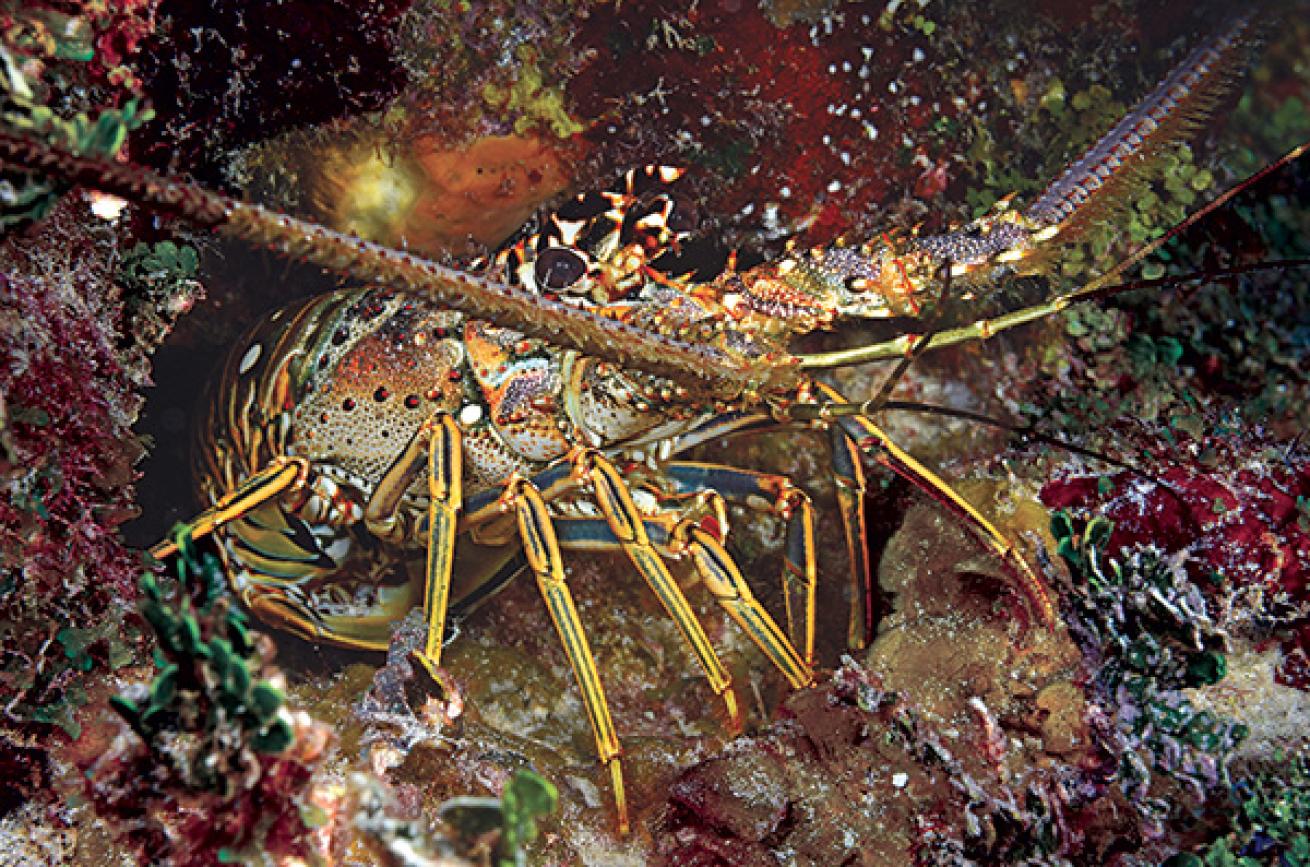 lobster season bahamas