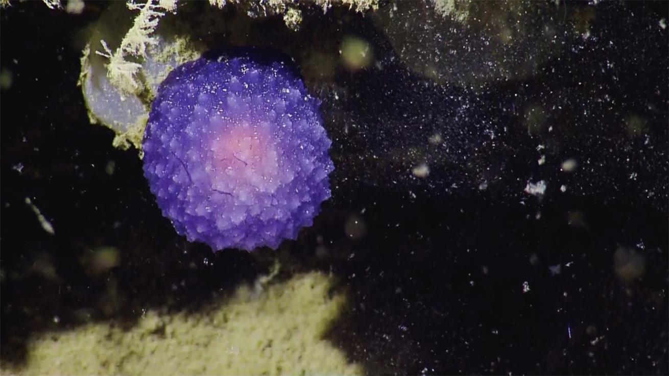 purple orb
