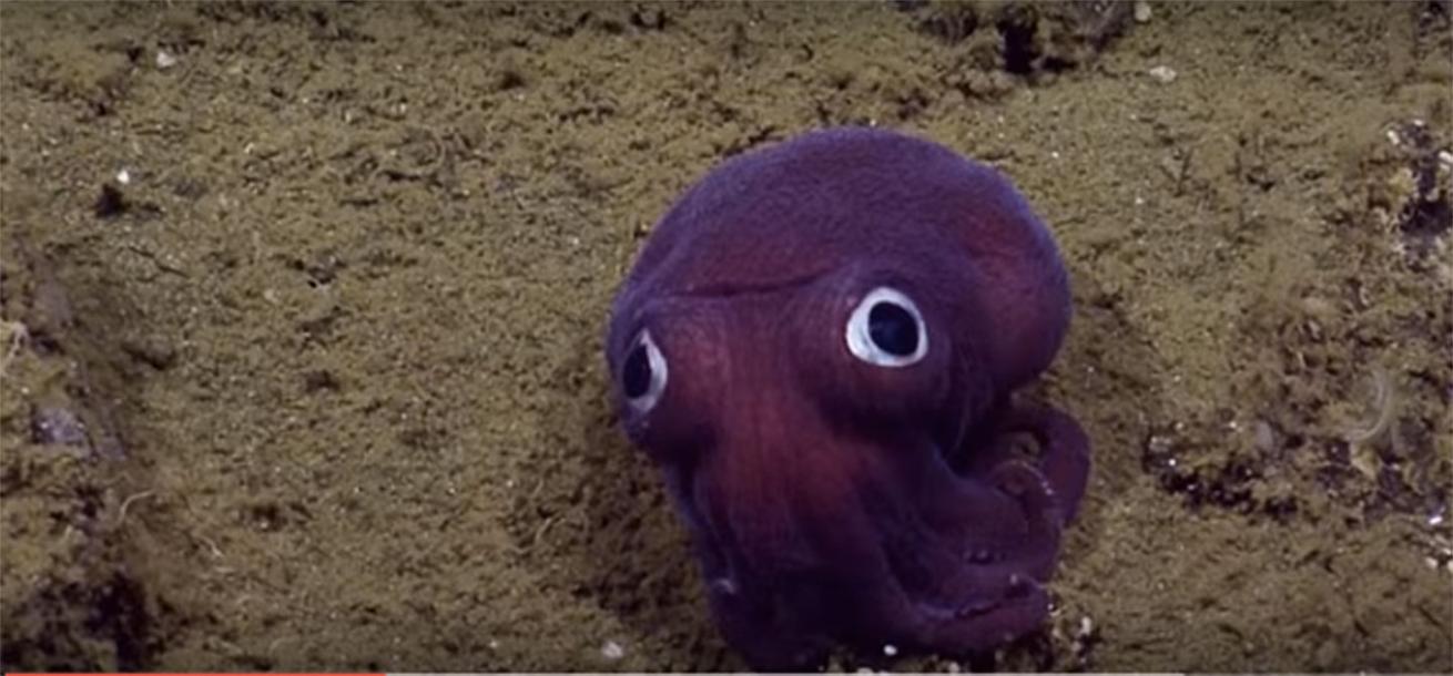 purple squid