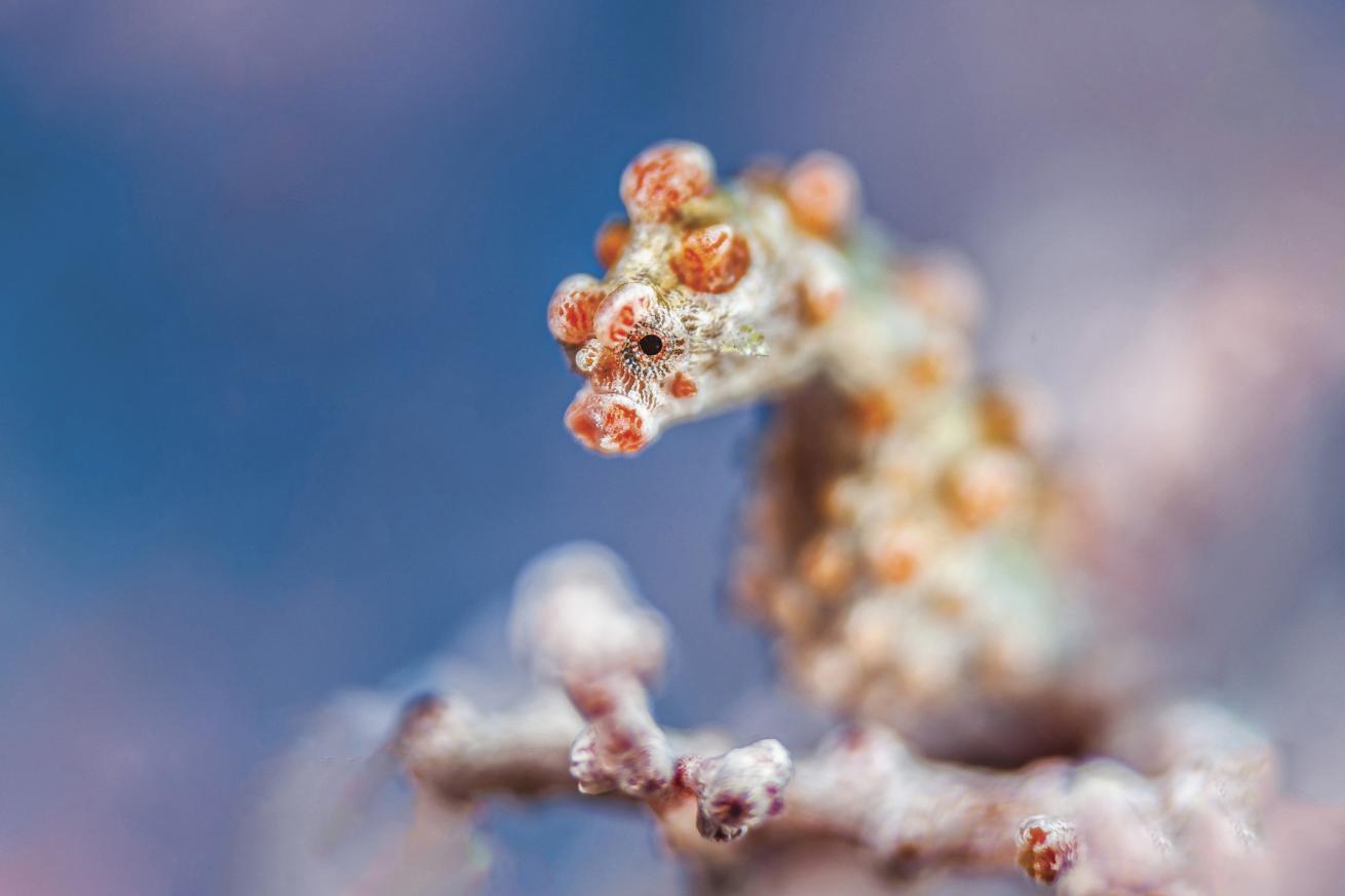 The abundance of tiny subjects like this pygmy seahorse (Hippocampus bargibanti) delights macro photographers in Raja Ampat, Indonesia.