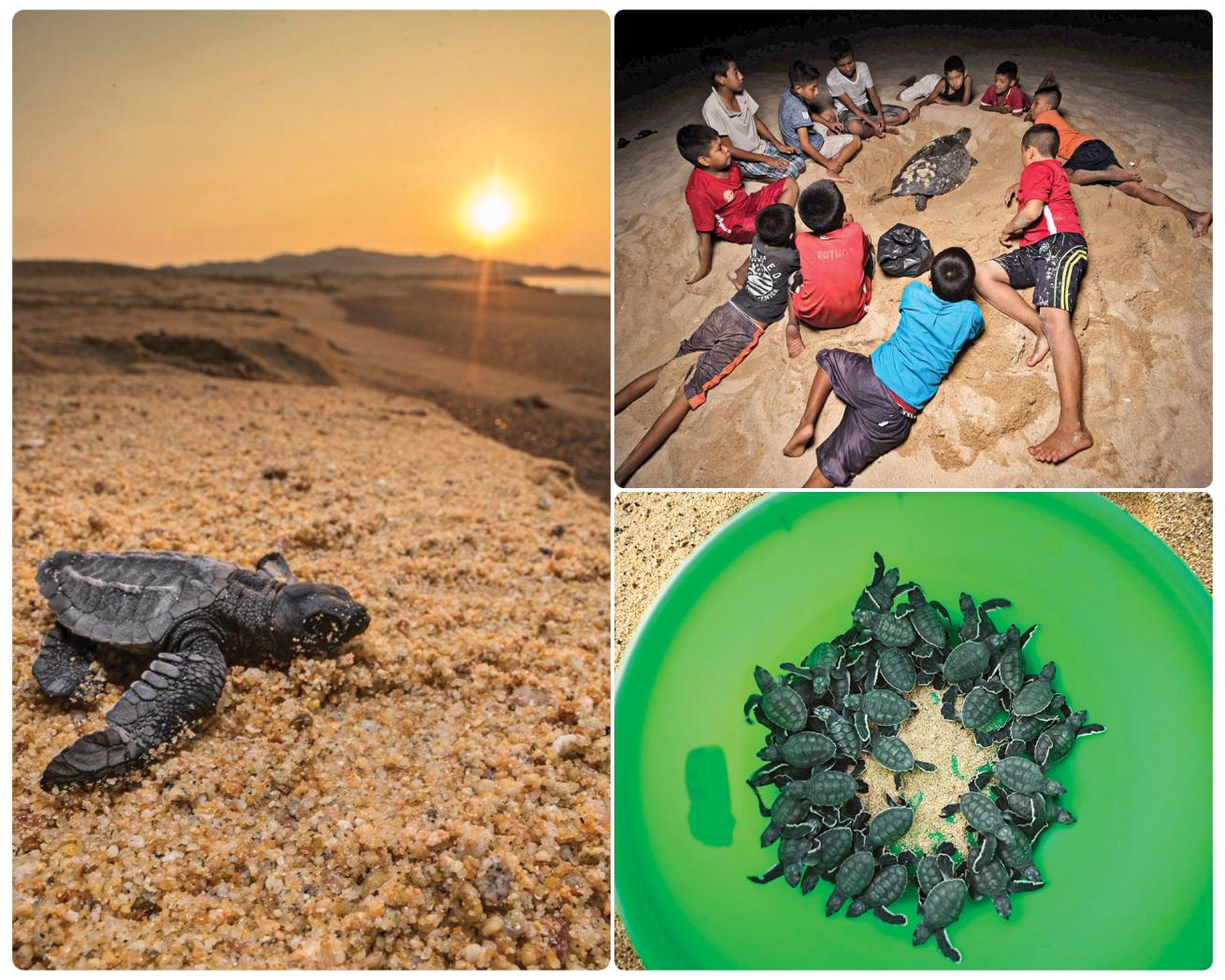 Local children and adults helped revive the population of black turtles by collecting and protecting nests.