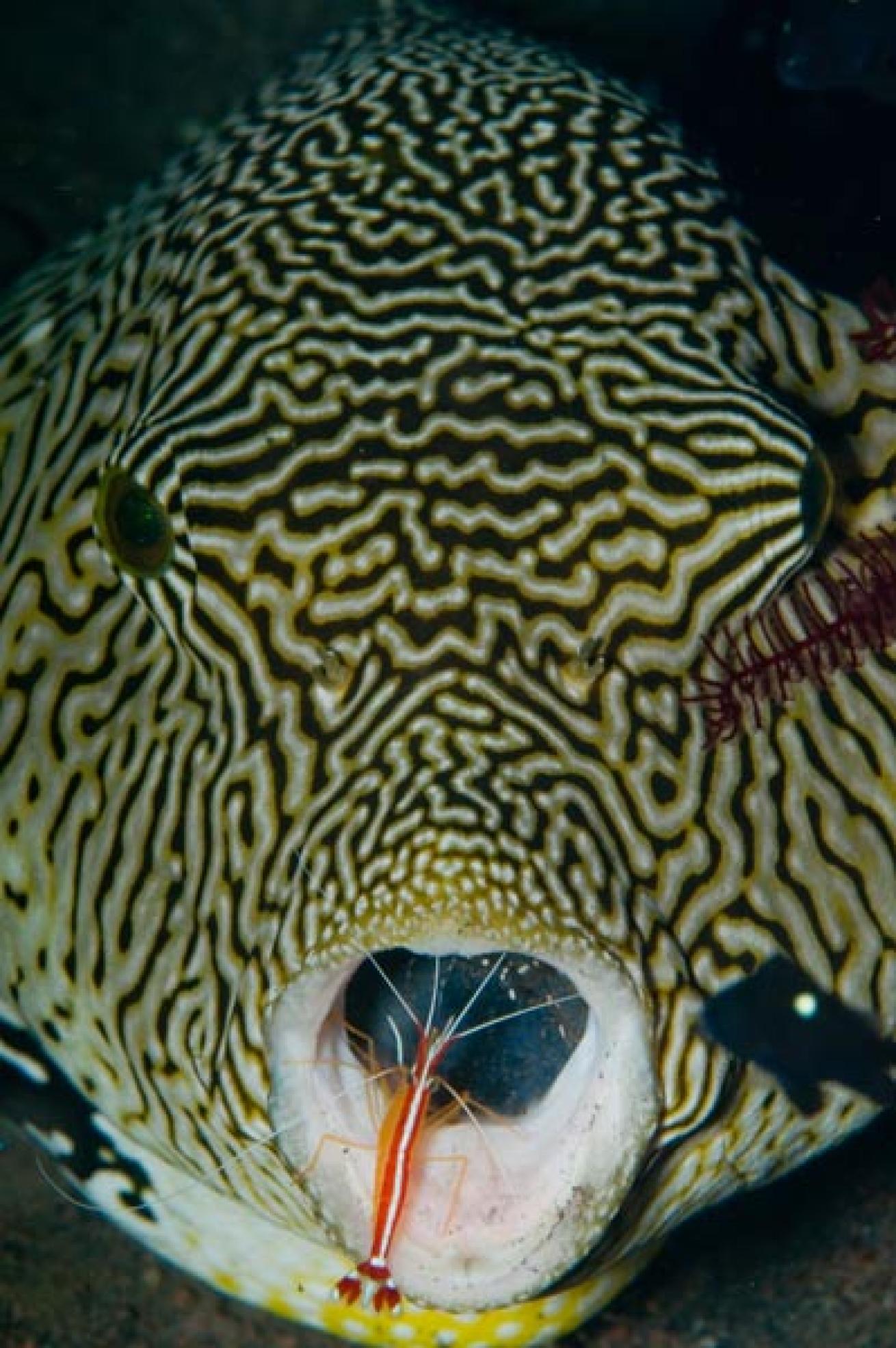 Map Pufferfish with Red Cleaner Shrimp