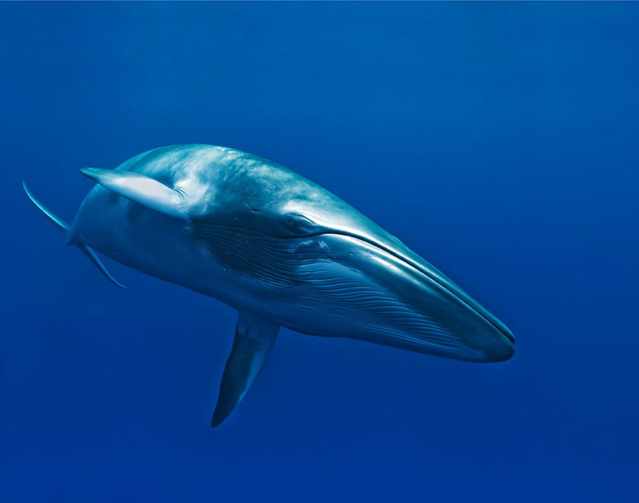 best scuba diving australia