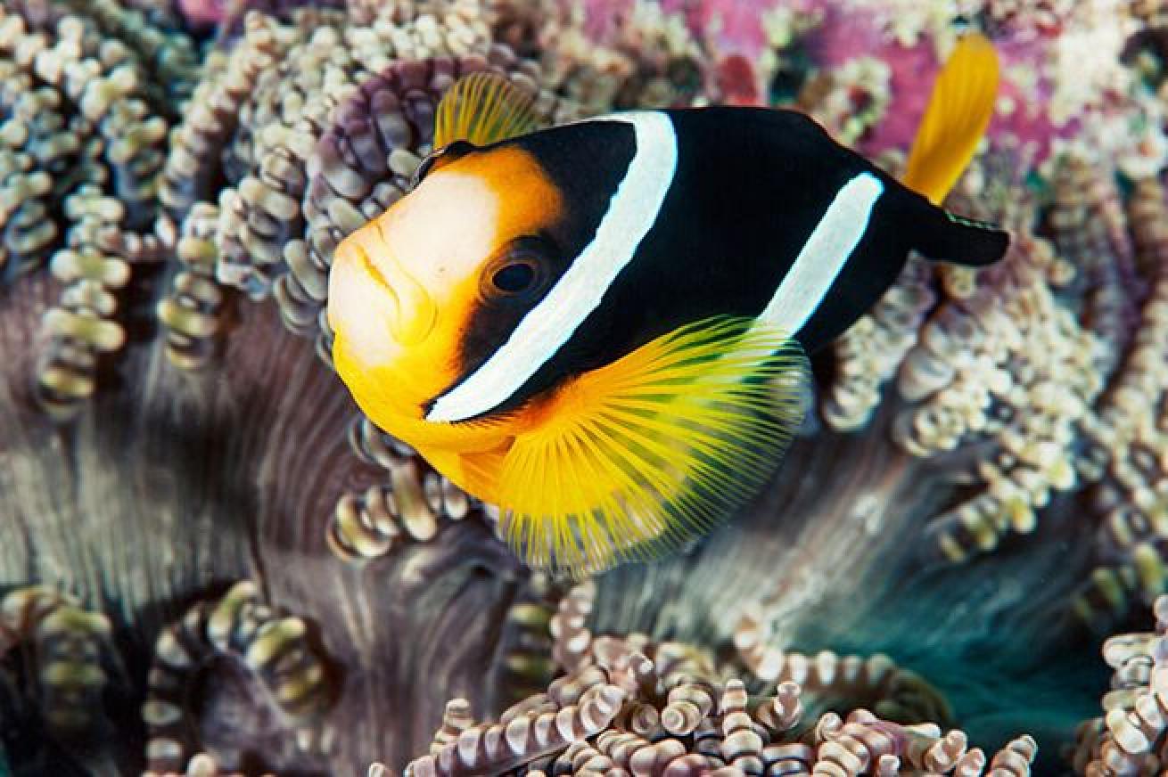 Orange is the New Black
An orange body with white stripes is a well-known pattern for anemonefish. However, colors and stripe placement varies across the 28 known species of anemonefish. The Clark’s anemonefish or yellow-fin clownfish has a black body, with yellow fins and two white stripes.