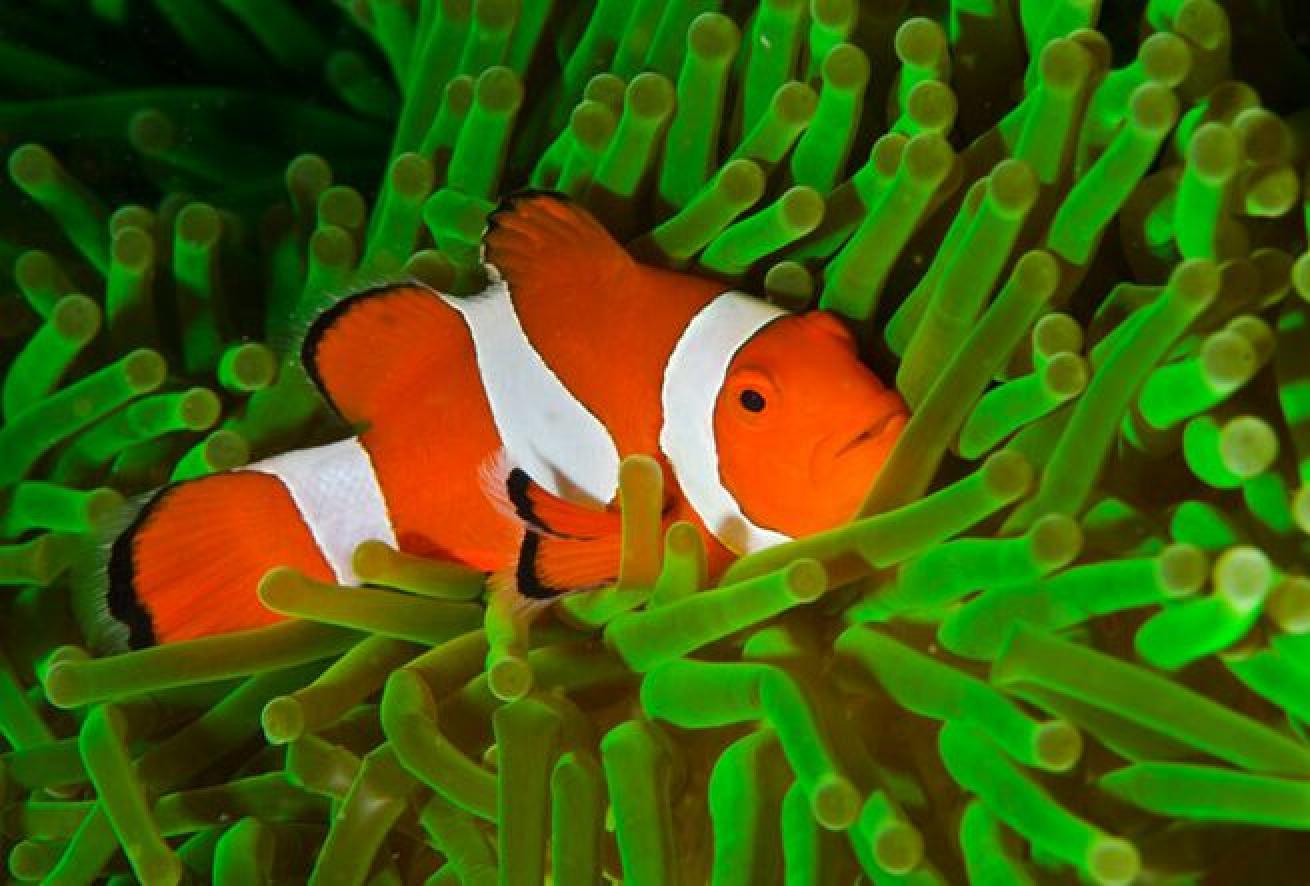 Sizing up Nemo
These petite reef dwellers grow to 4.3 inches in length with a relative size of a teacup.