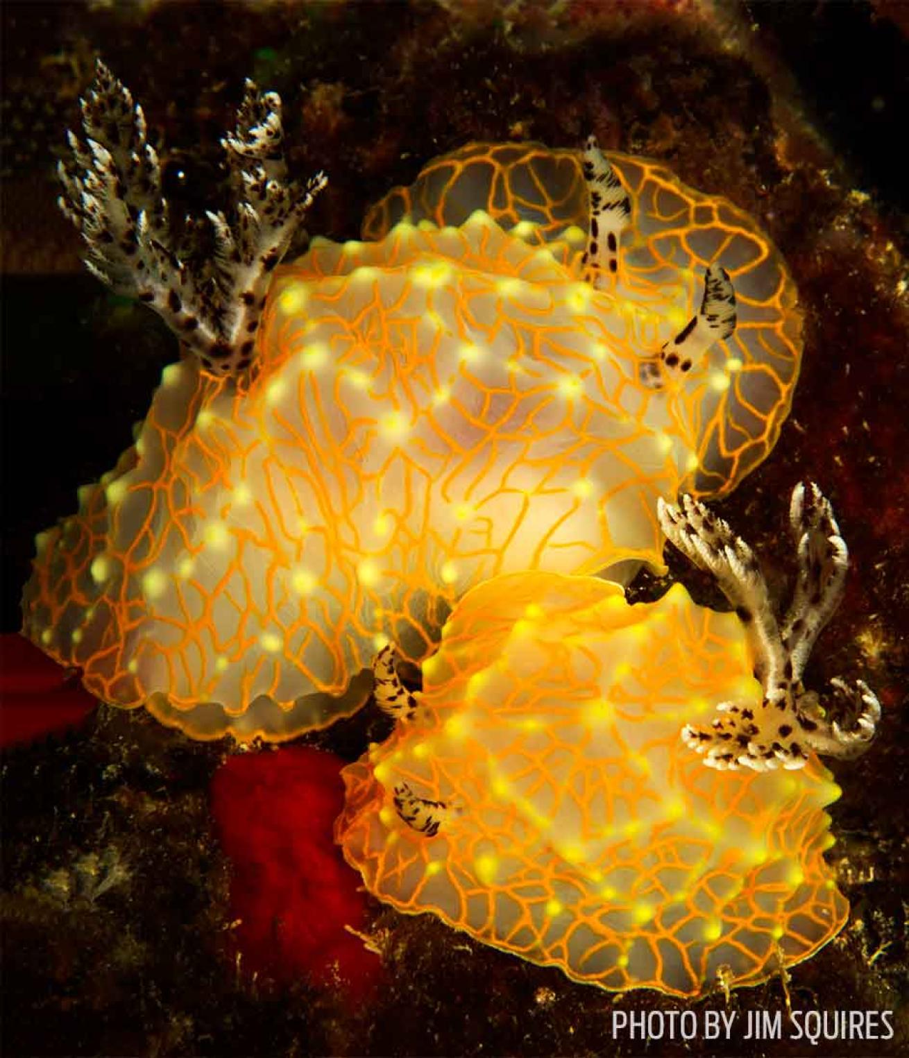 nudibranch photo