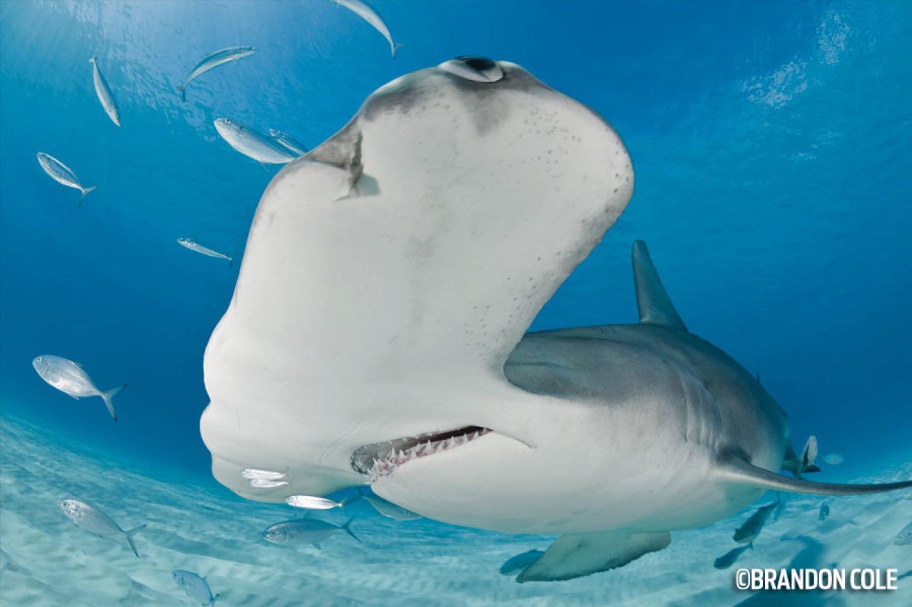 Great Hammerhead Shark