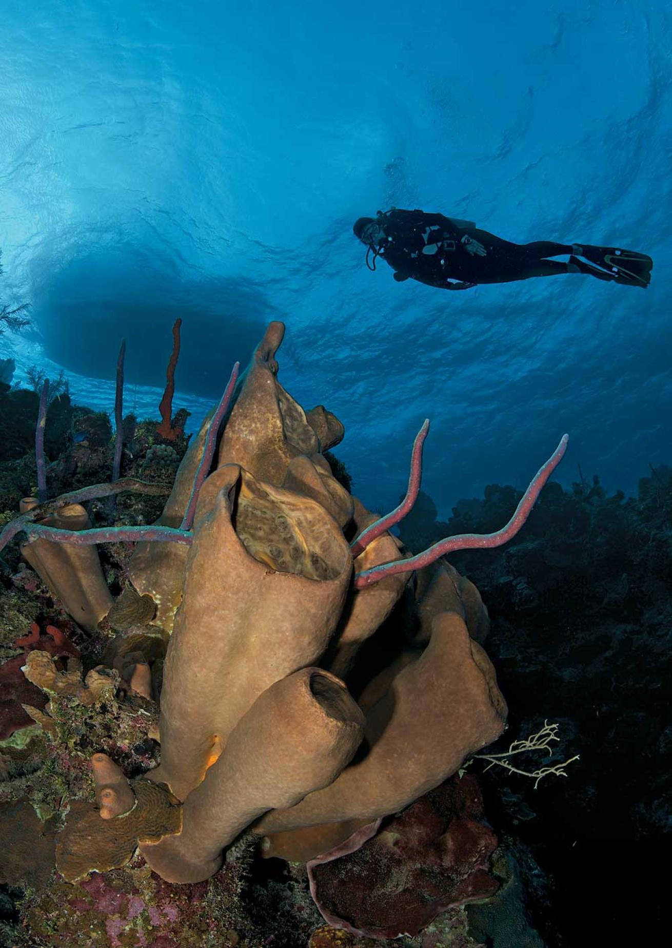 Omega Reef on the North Wall