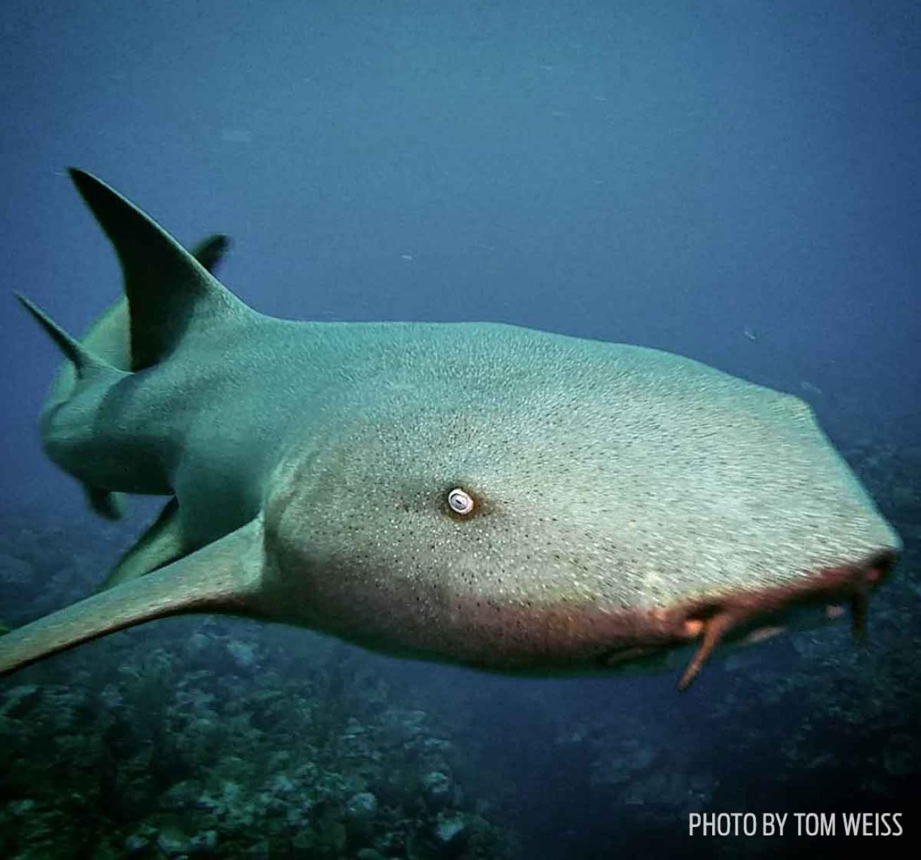 nurse shark belize