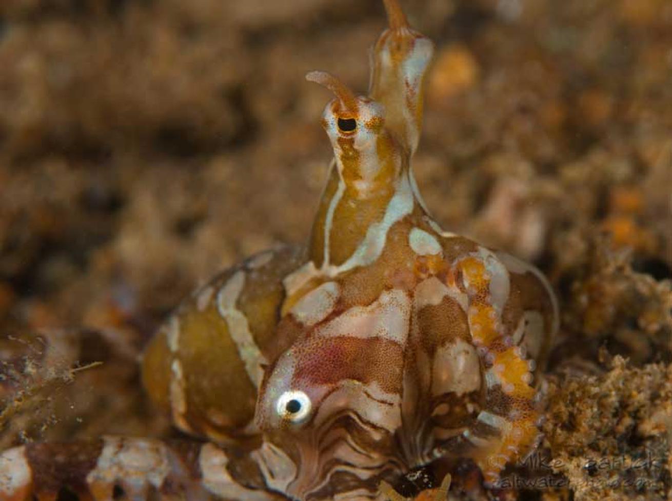 underwater photography tips