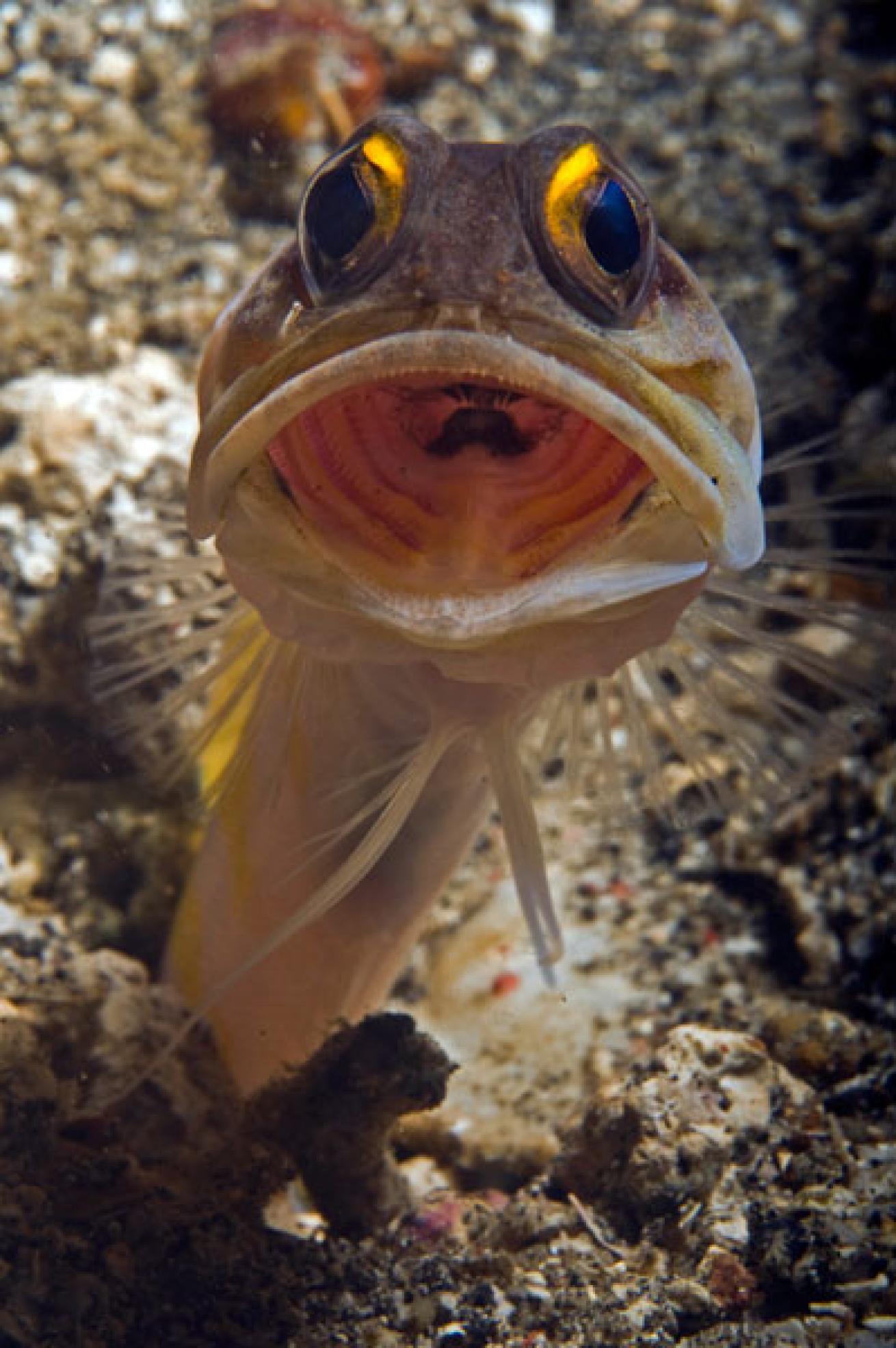 Gold-specs Jawfish