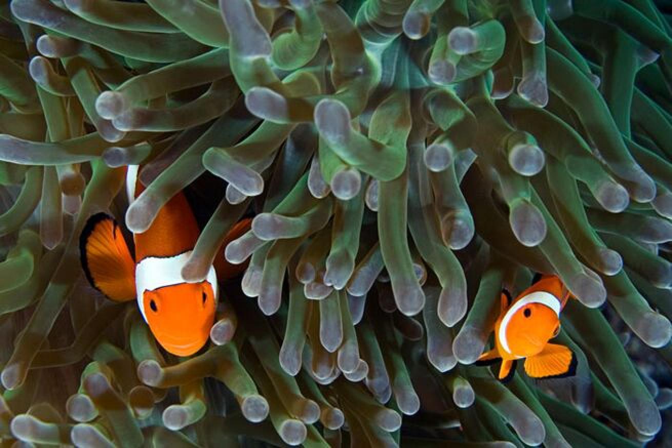 Very Funny
The name clownfish comes from the cheerful colors this species has as well as the little dance it does.