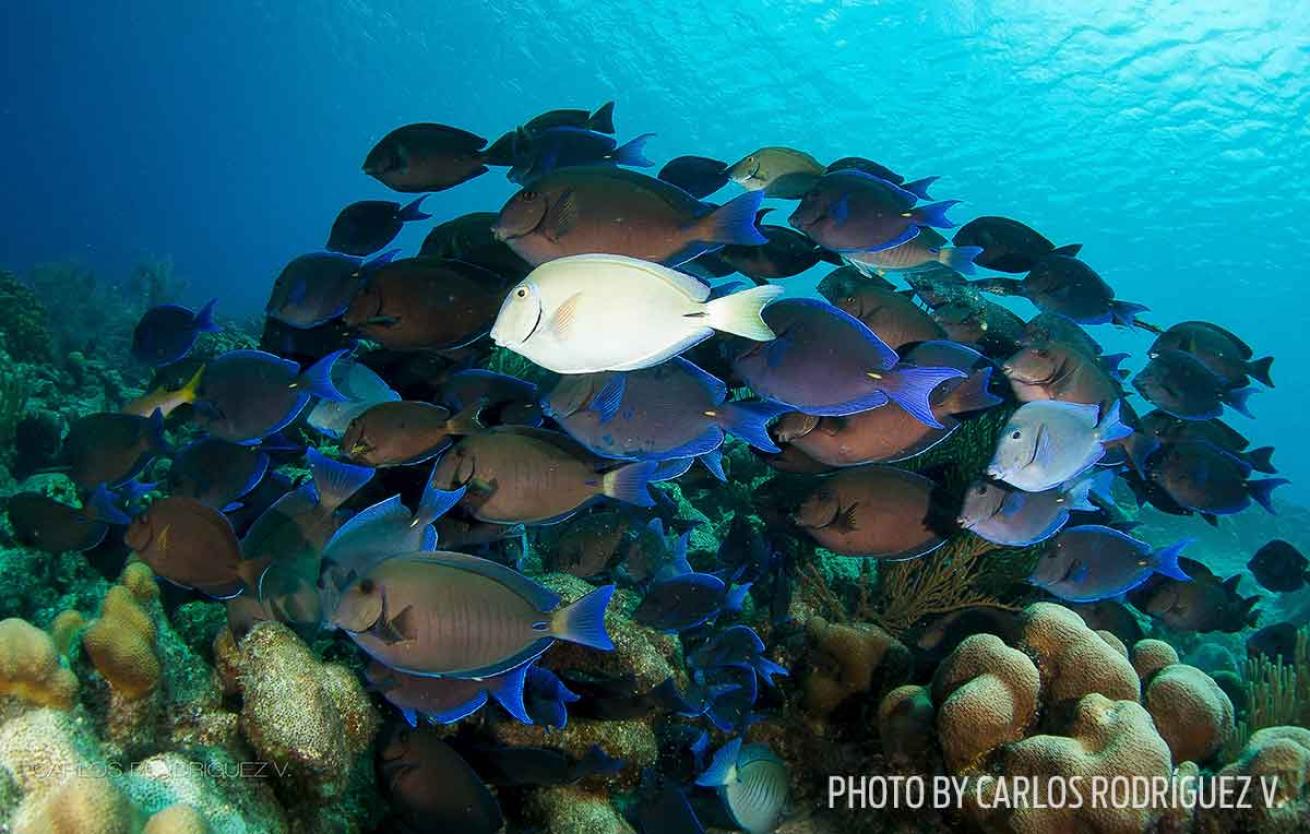 surgeonfish bonaire