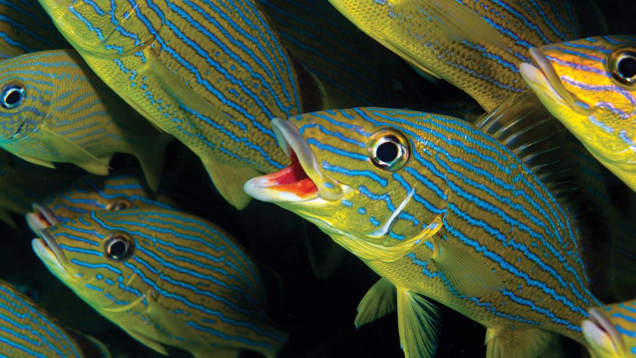 Key Largo, Florida Keys