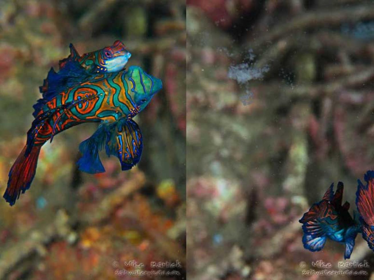 underwater photography tips