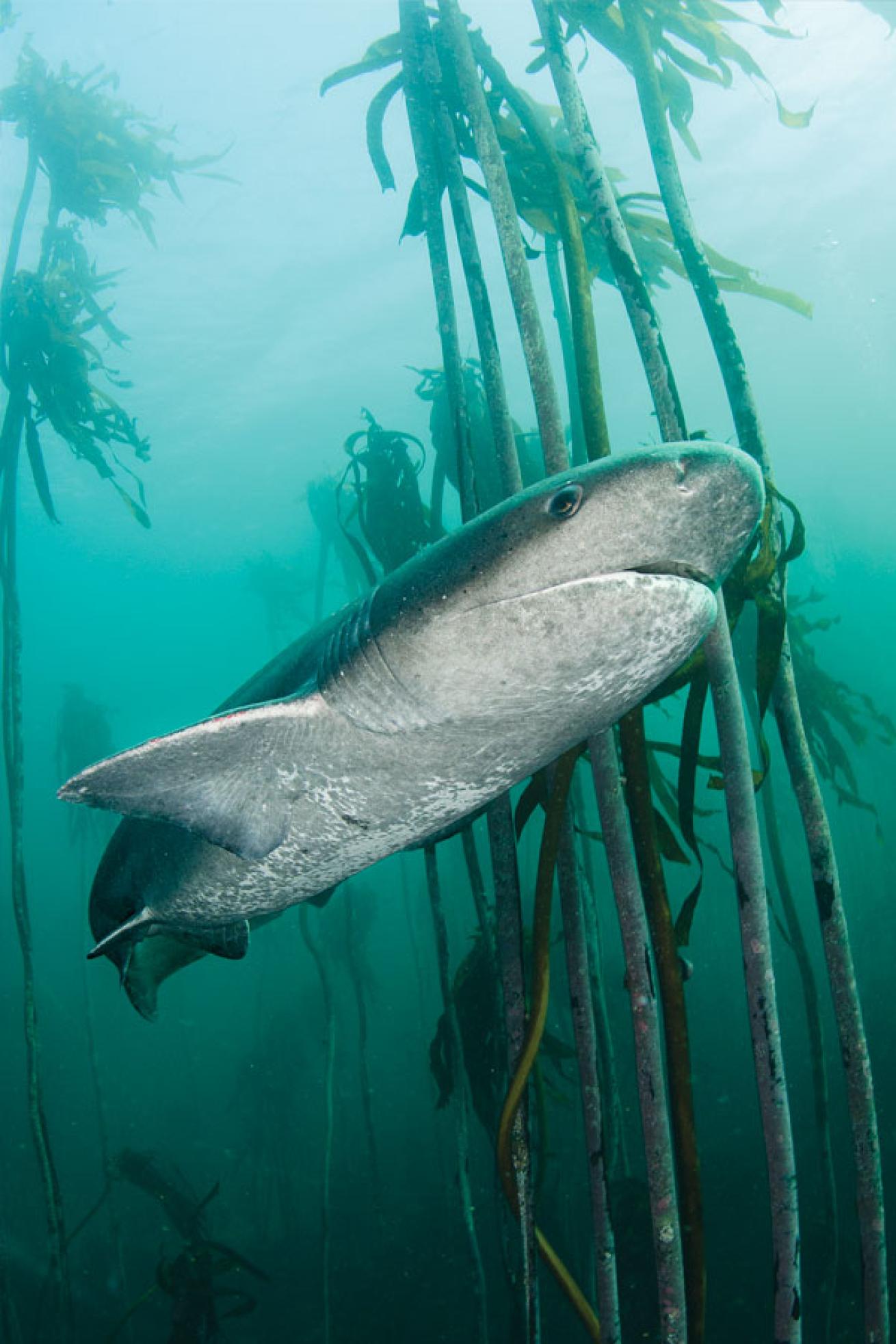 Broadnose Sevengill Shark