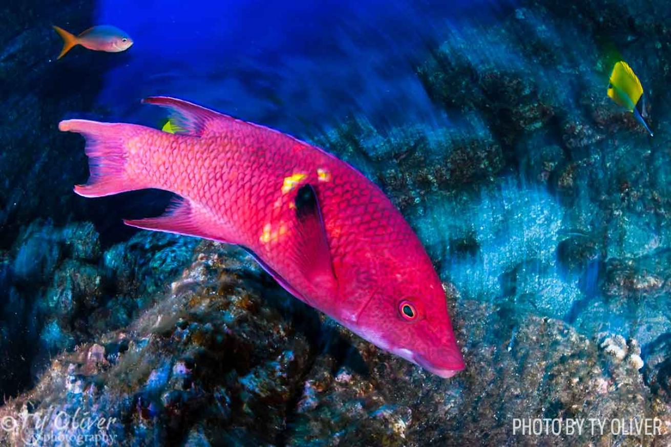 Mexican hogfish Revillagigedo Islands