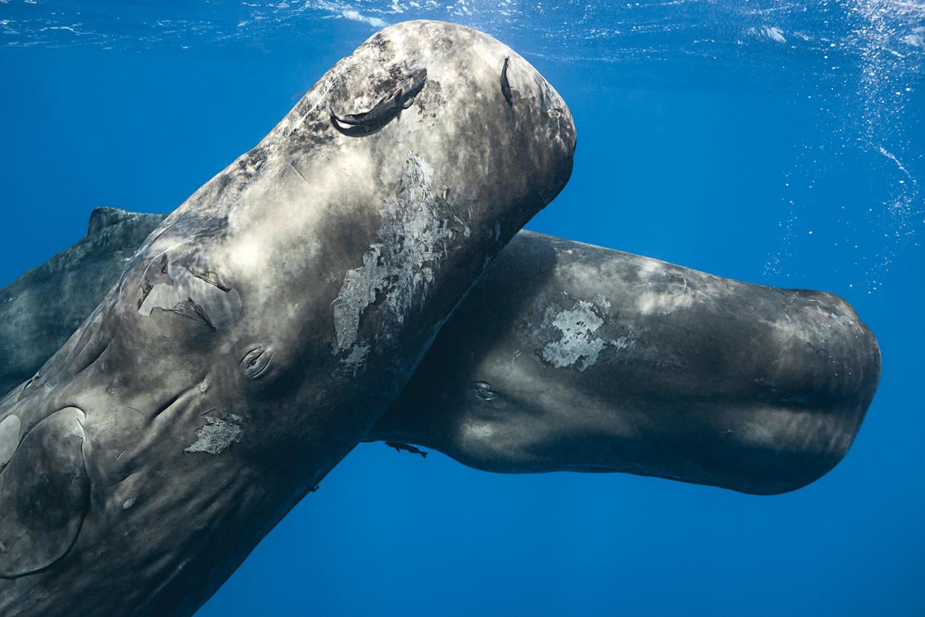 Sperm Whales