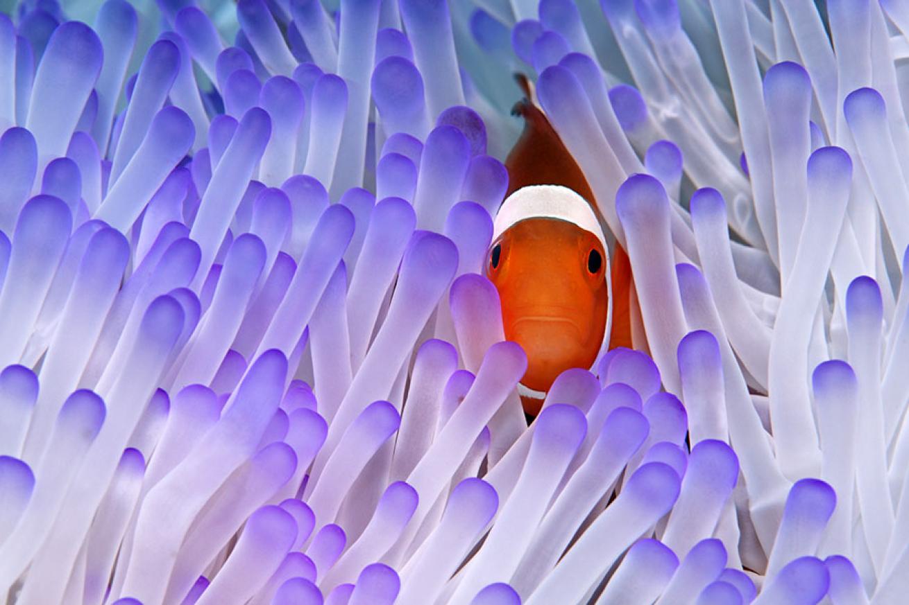 best scuba diving australia