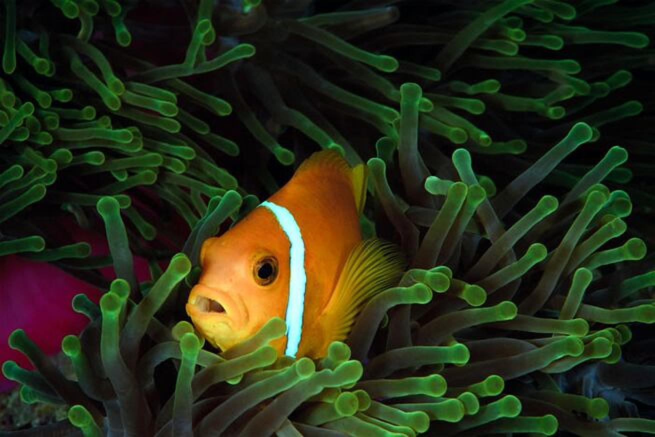 No Joke
Despite the friendly name, clownfish are quite aggressive. These fish have been known to fiercely defend their territory.