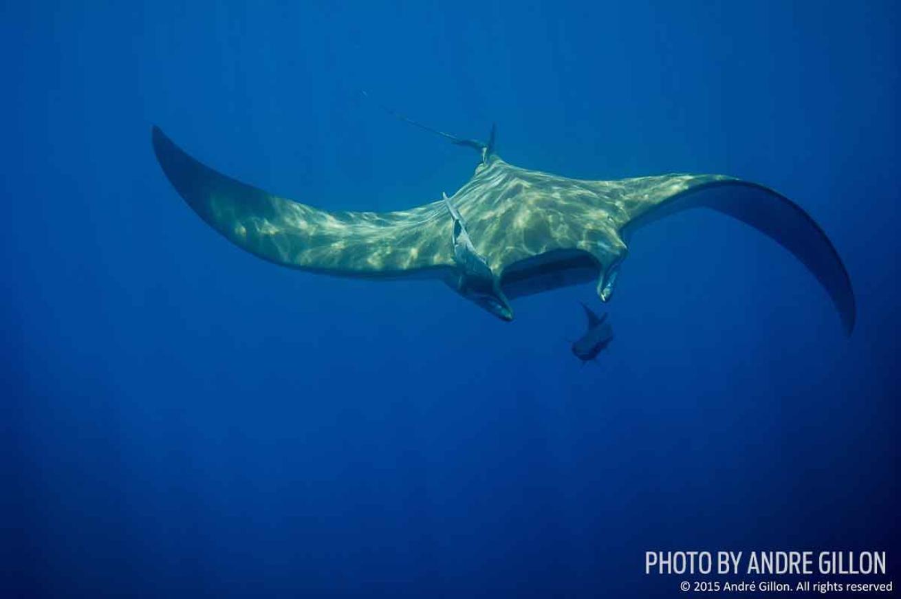 devil ray azores portugal