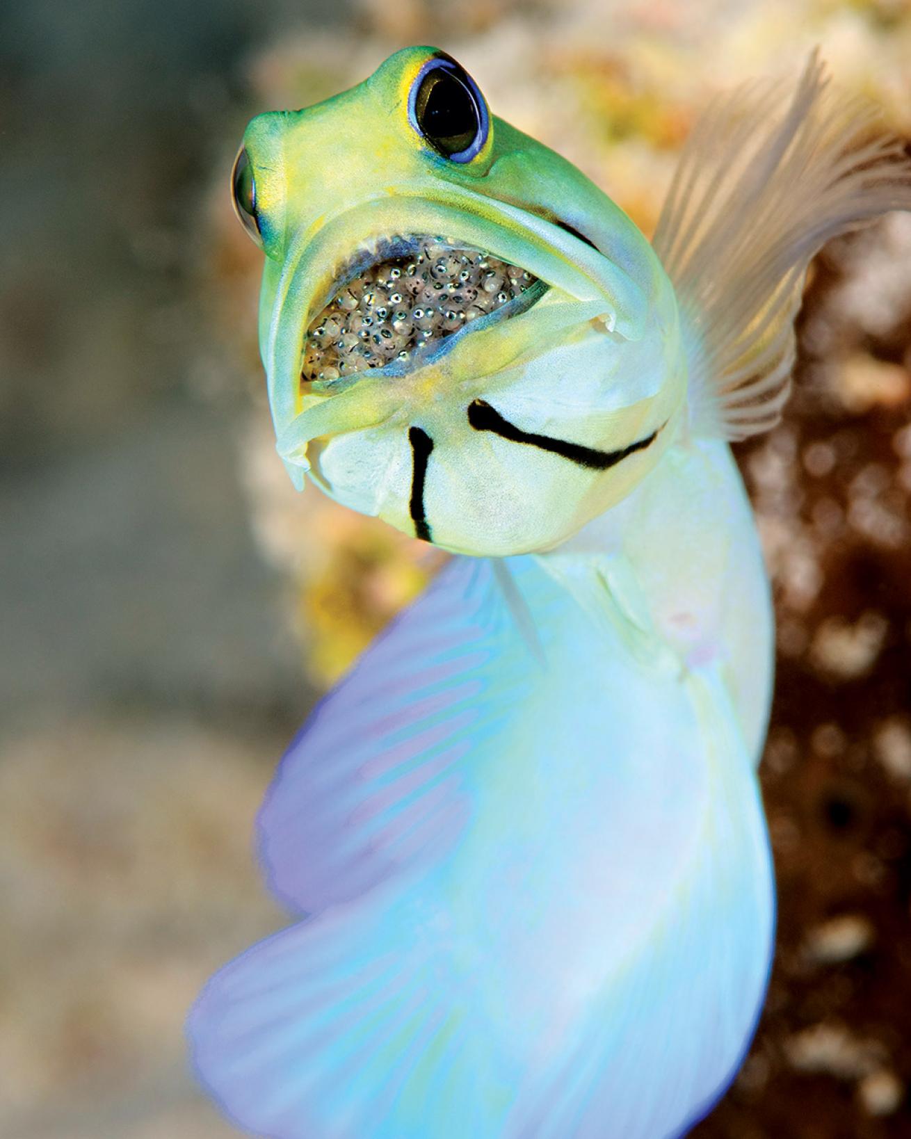 Little Cayman, Cayman Islands