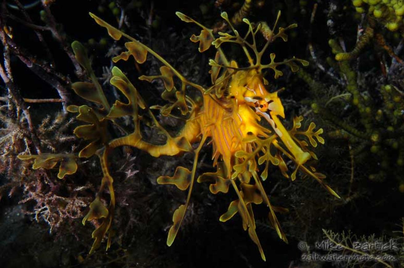 underwater photography tips