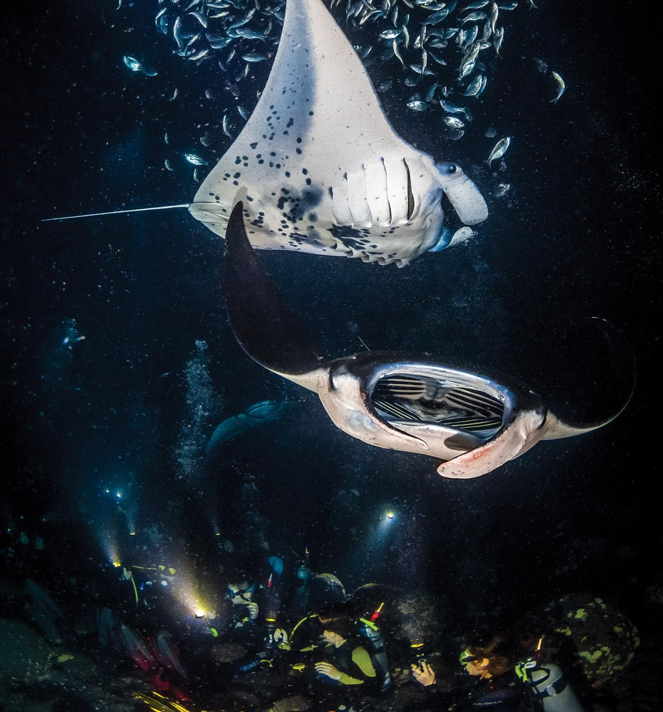 Manta Heaven