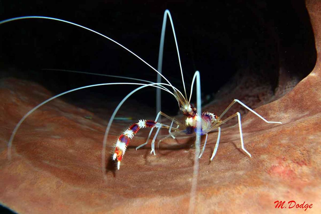 shrimp st lucia