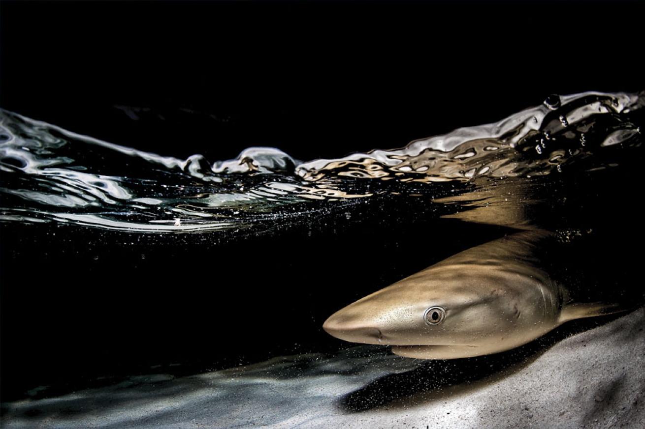 Blacktip Reef Shark