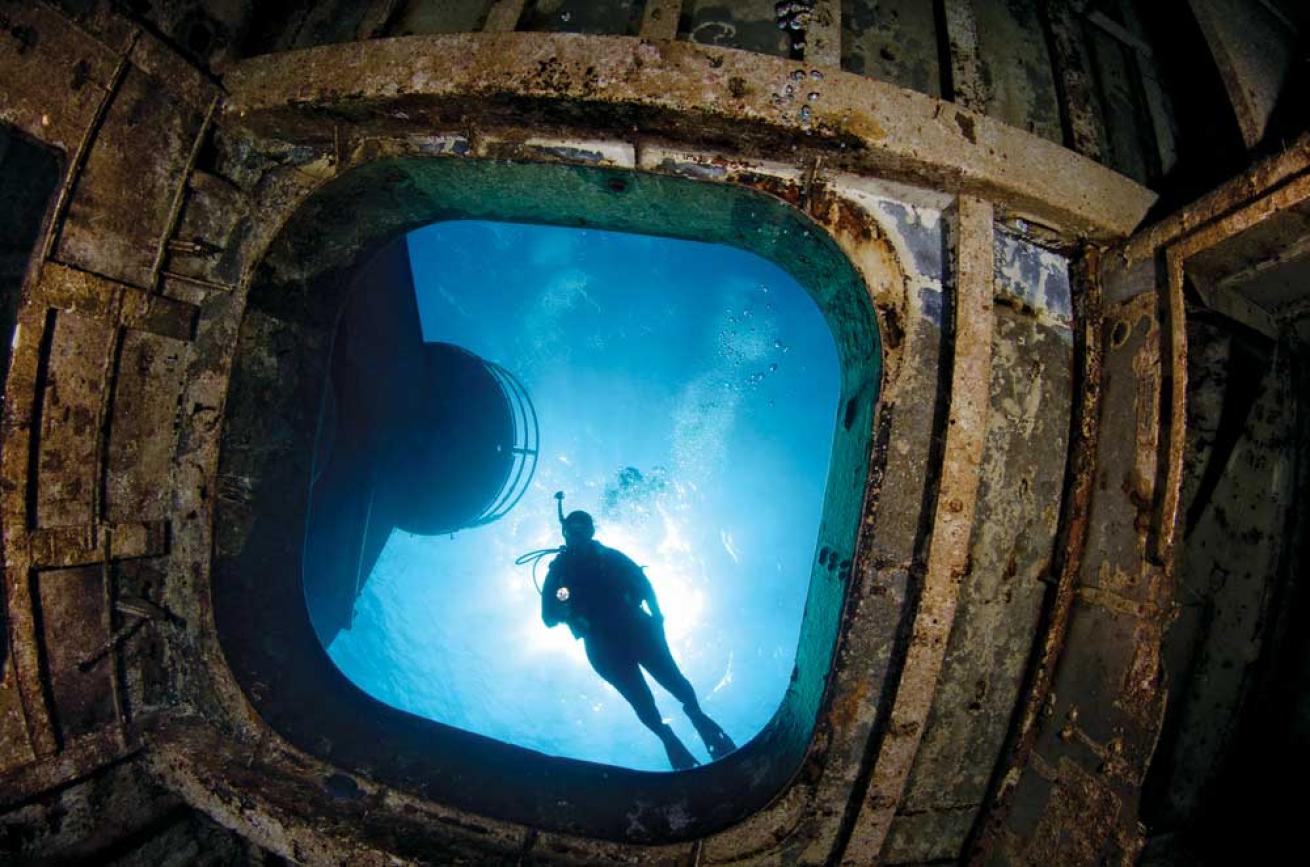 Kittiwake