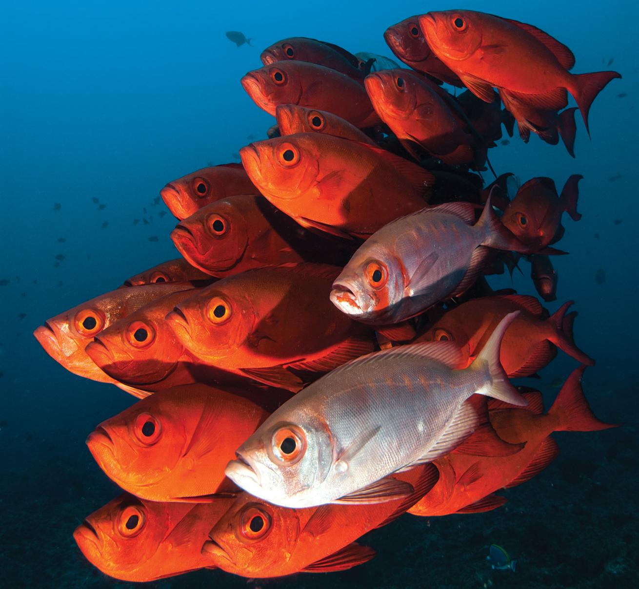 Manta Reef