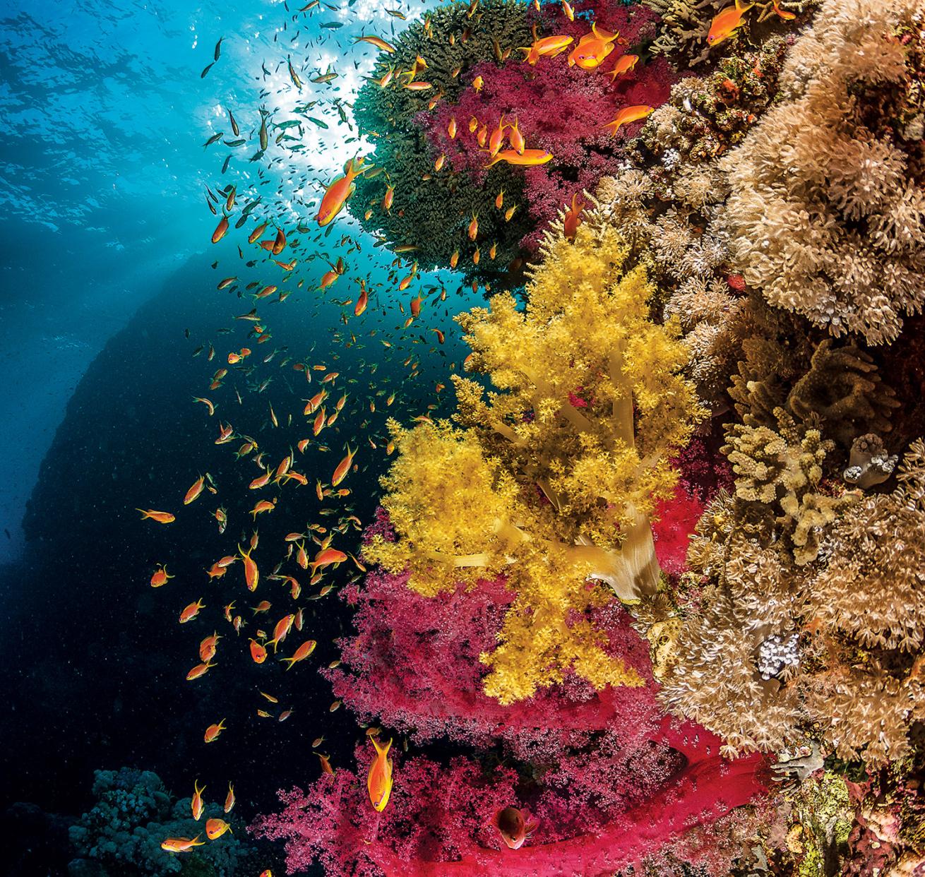 The Brothers Islands