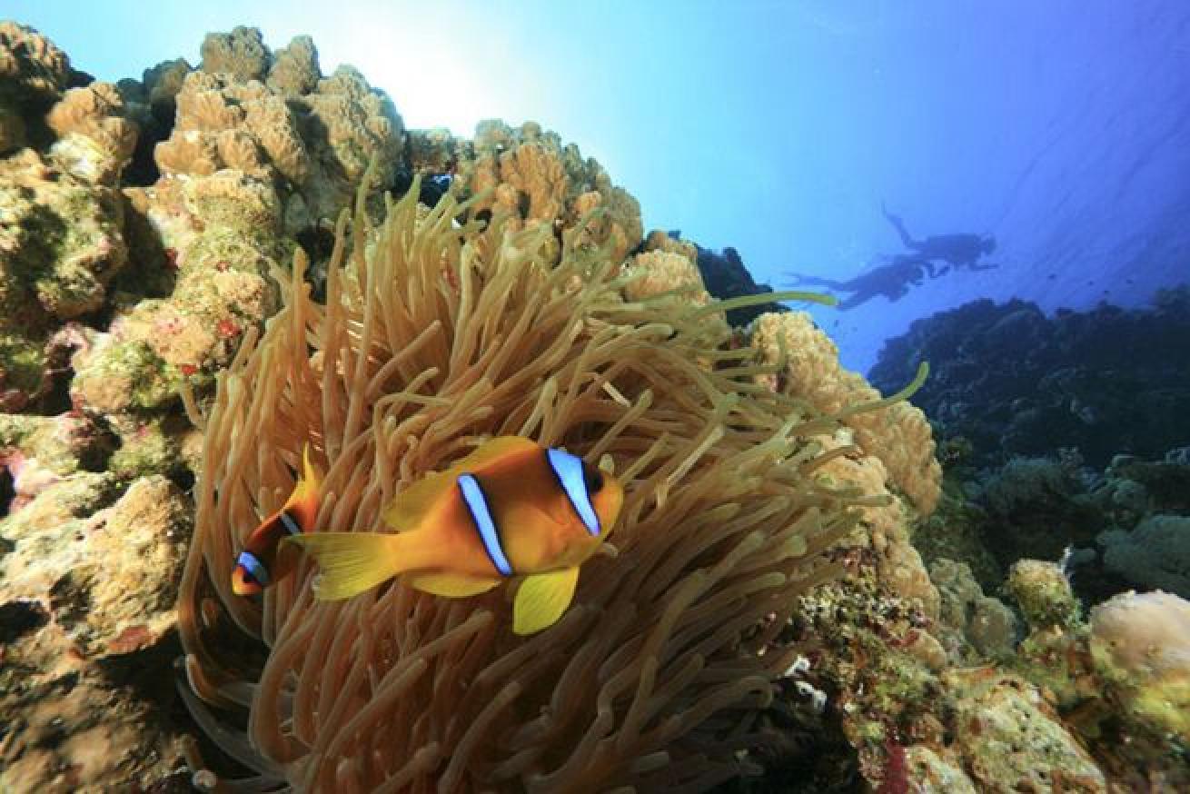 Nemo Found
These tropical fish prefer warmer waters like those of the Indian Ocean and western Pacific, but you won’t find them in the Caribbean, Mediterranean or Atlantic Ocean.