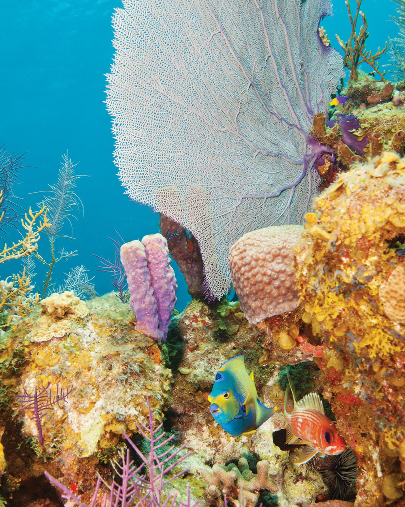 Glover’s Reef Atoll, Belize