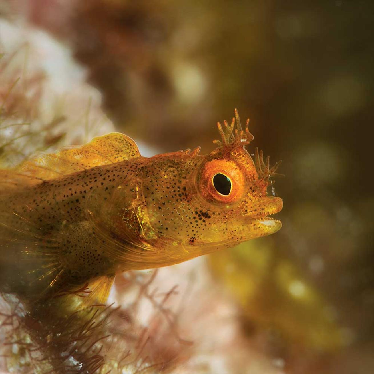 roughhead blenny