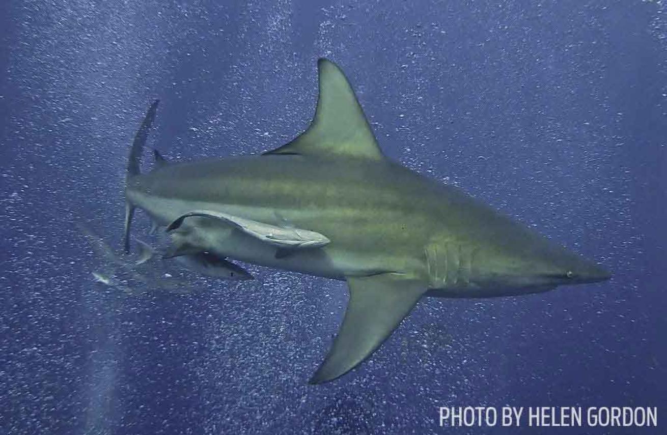 blacktip shark