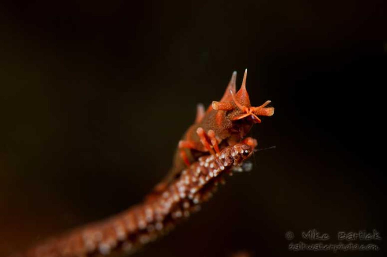 underwater photography tips