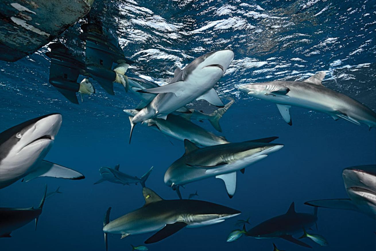 Silky Shark