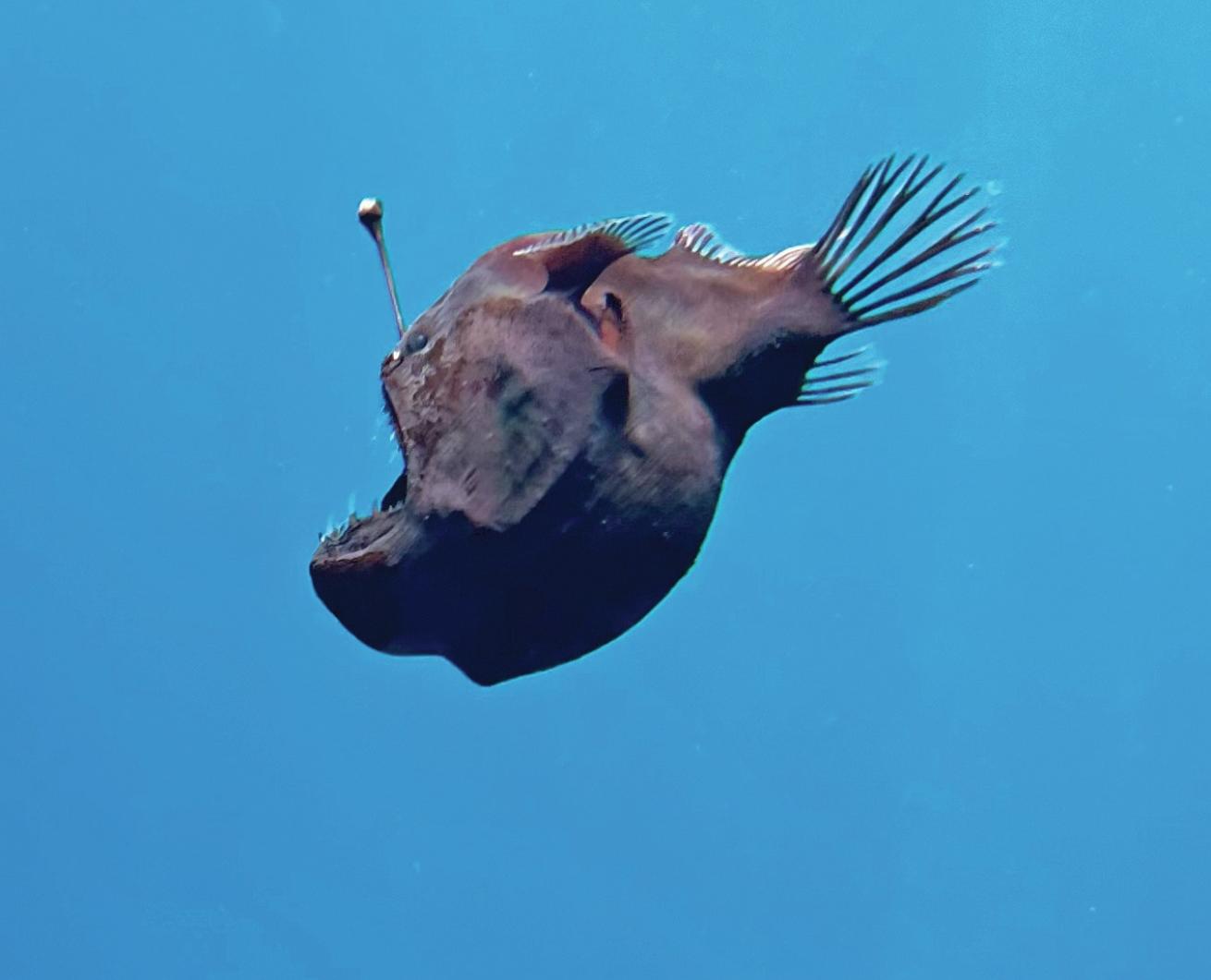 a female humpback anglerfish off tenerife