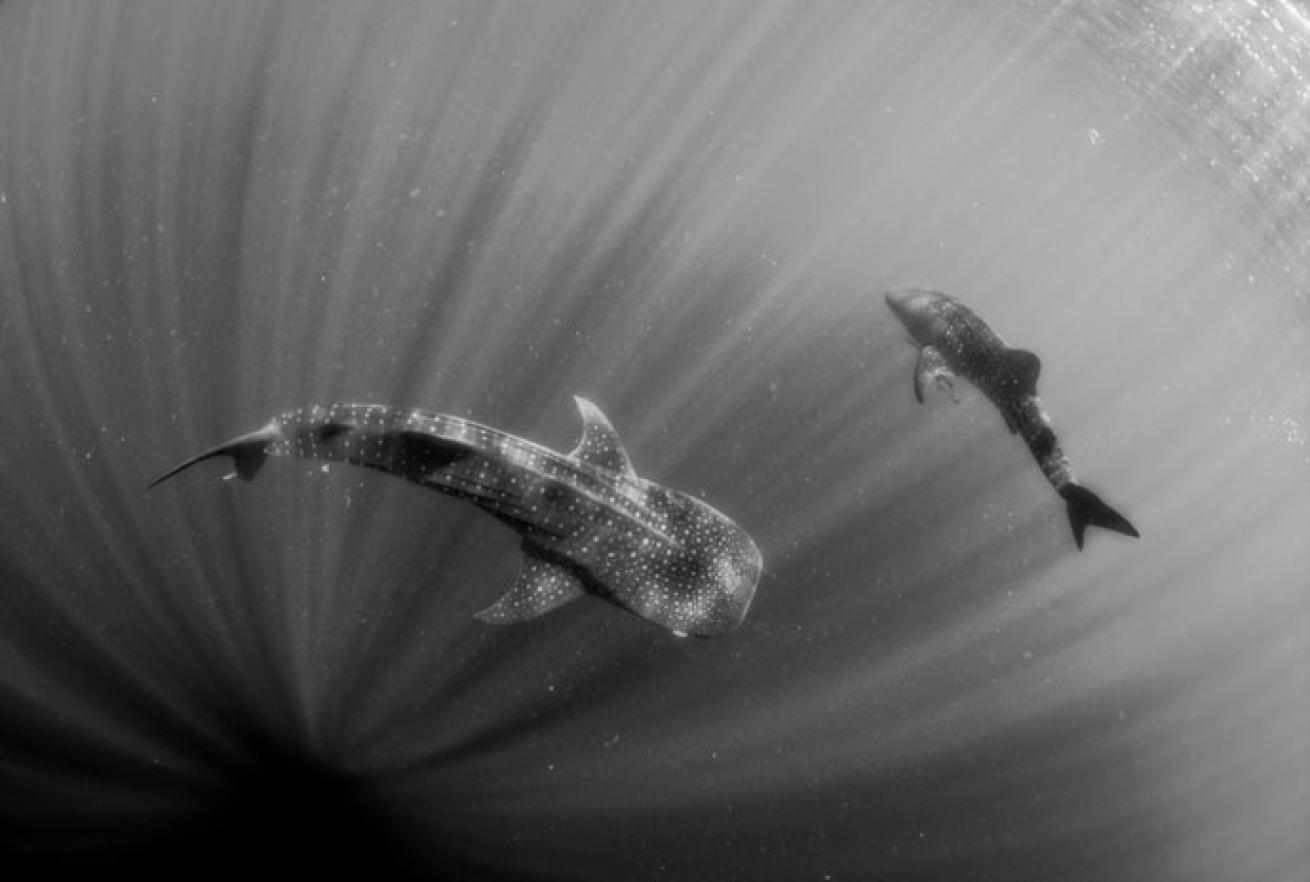Whale Shark