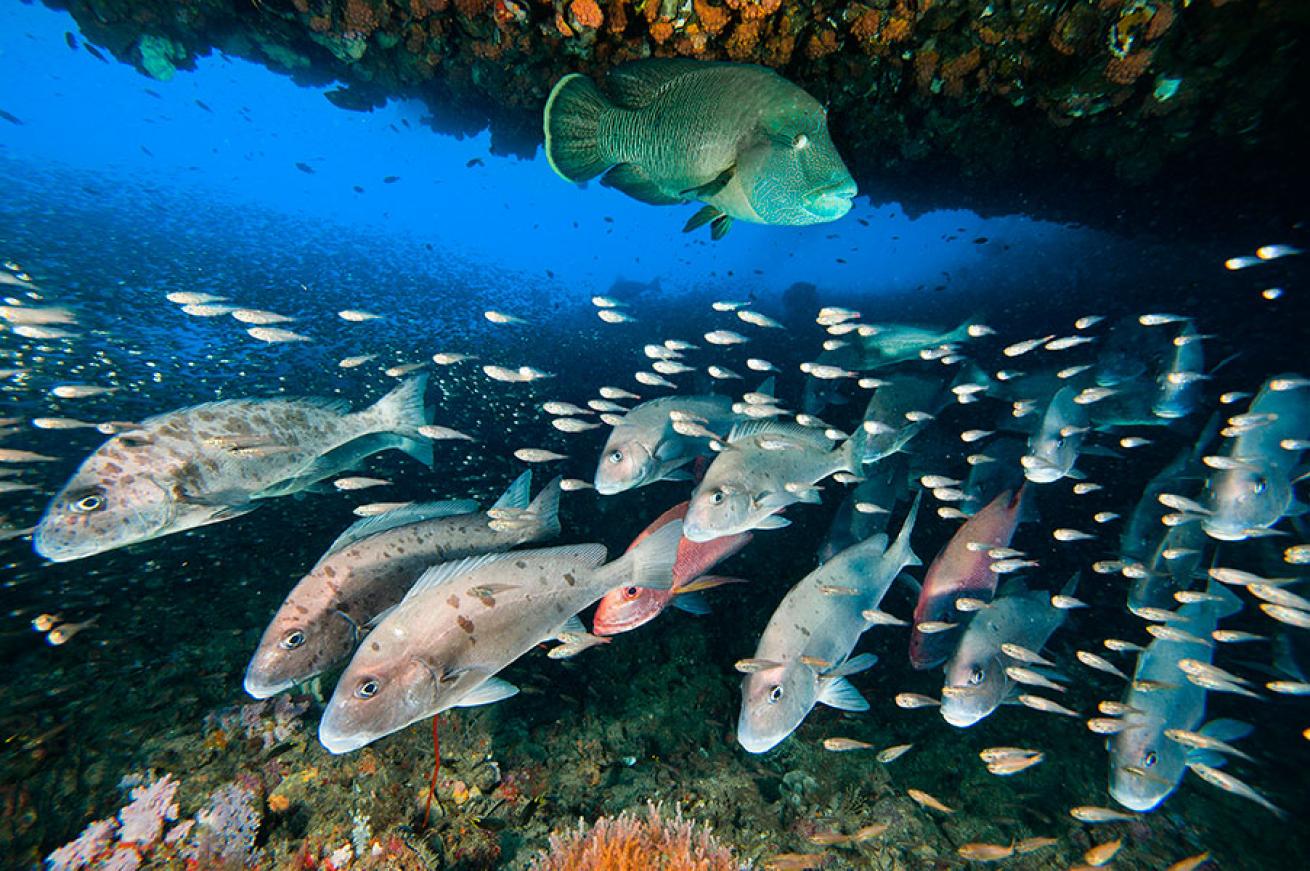 best scuba diving australia