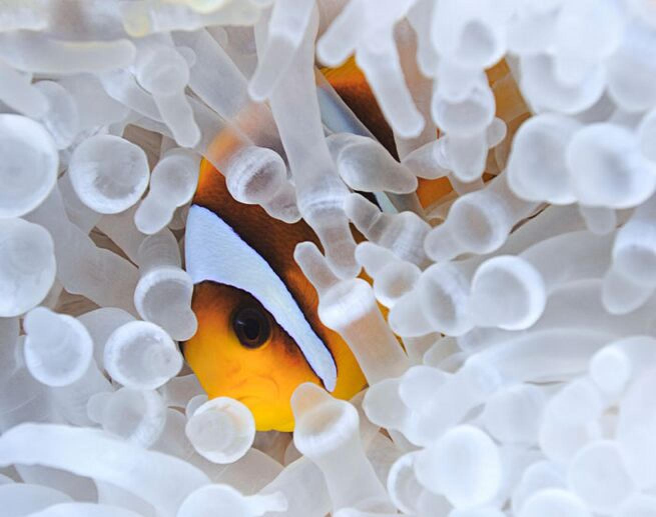 A-nem-o-ne
This symbiotic relationship with anemones gives them the name of anemonefish. Once they settle in anemonefish usually spend their entire lives in the same anemone.