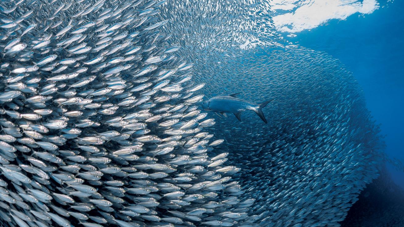 bonaire