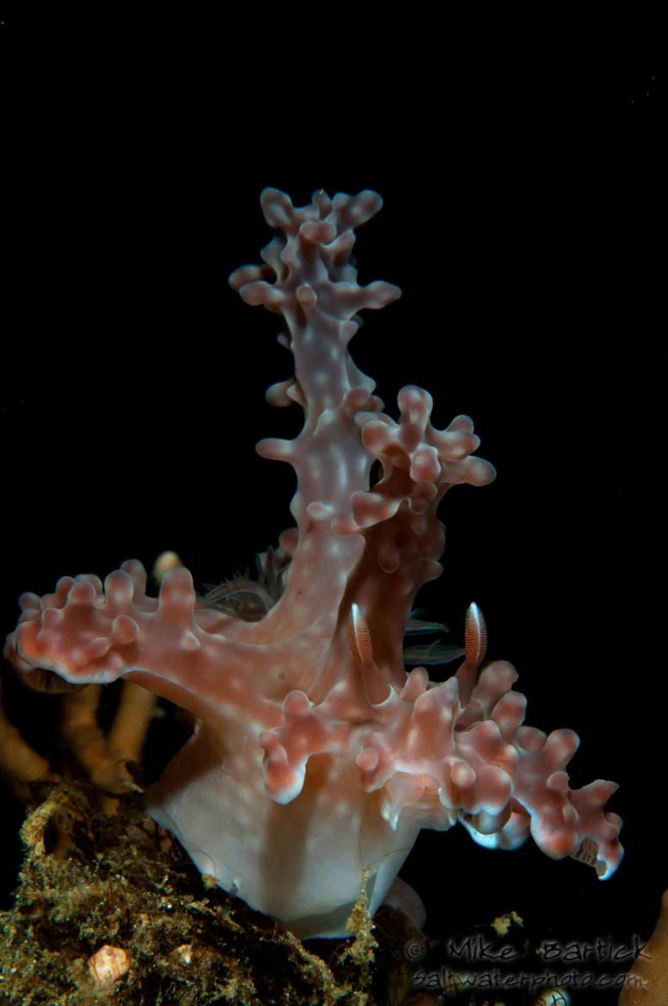 underwater photography tips