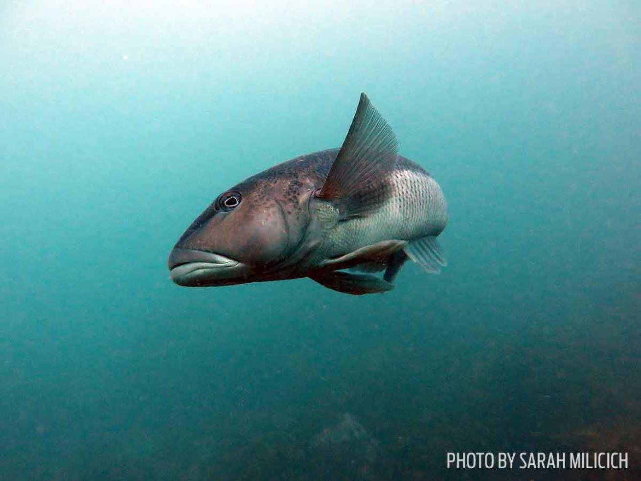 blue cod new zealand