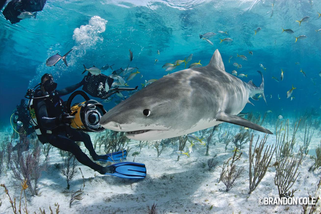 Tiger Shark