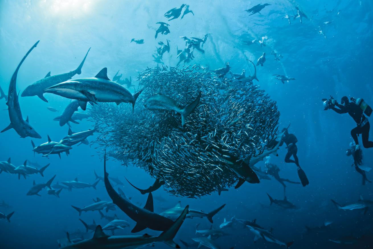 The Sardine Run