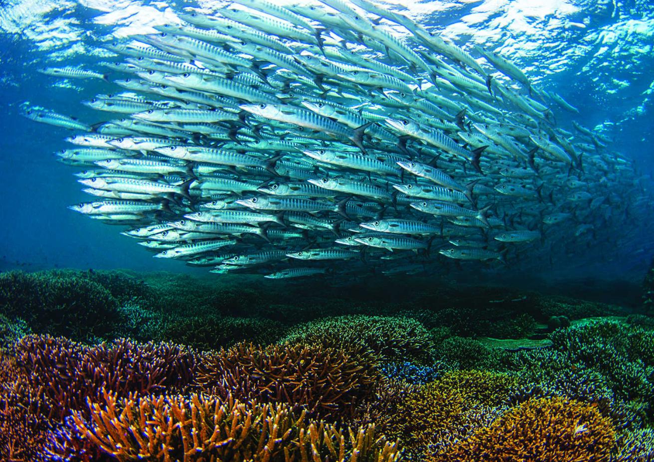 Barracuda Point